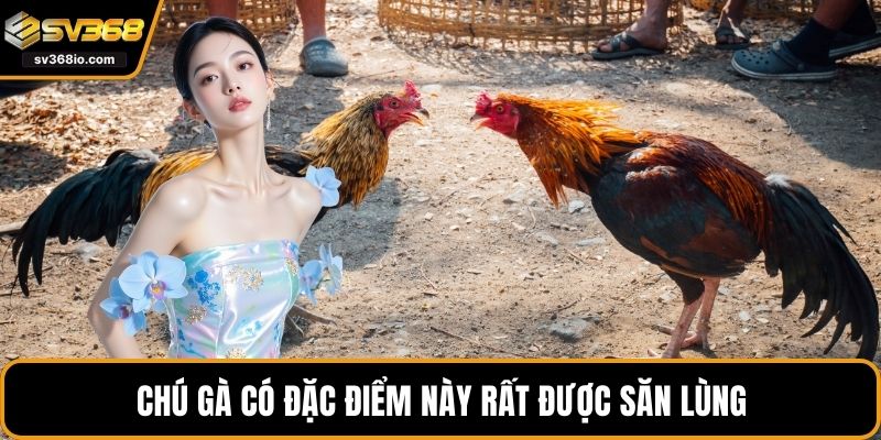 Chú gà có đặc điểm này rất được săn lùng