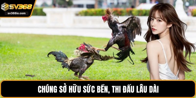 Chúng sở hữu sức bền, thi đấu lâu dài