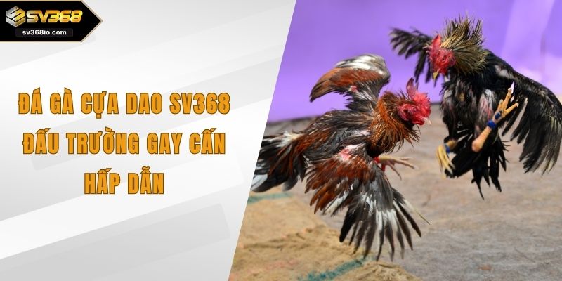 đá gà cựa dao sv368