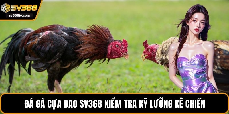 Đá gà cựa dao SV368 kiểm tra kỹ lưỡng kê chiến