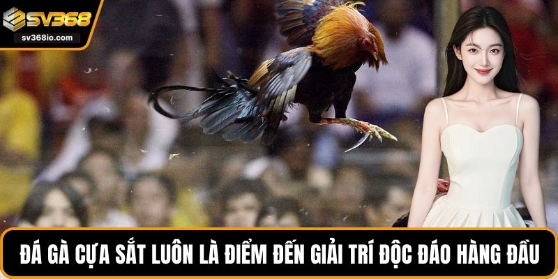 Đá gà cựa sắt luôn là điểm đến giải trí độc đáo hàng đầu