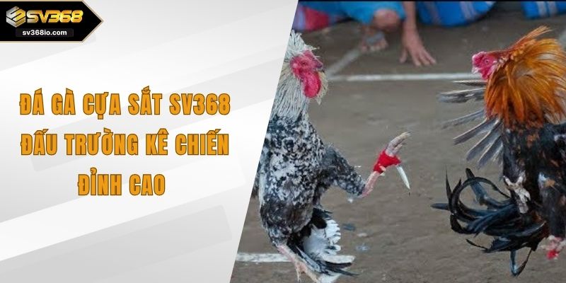 đá gà cựa sắt sv368