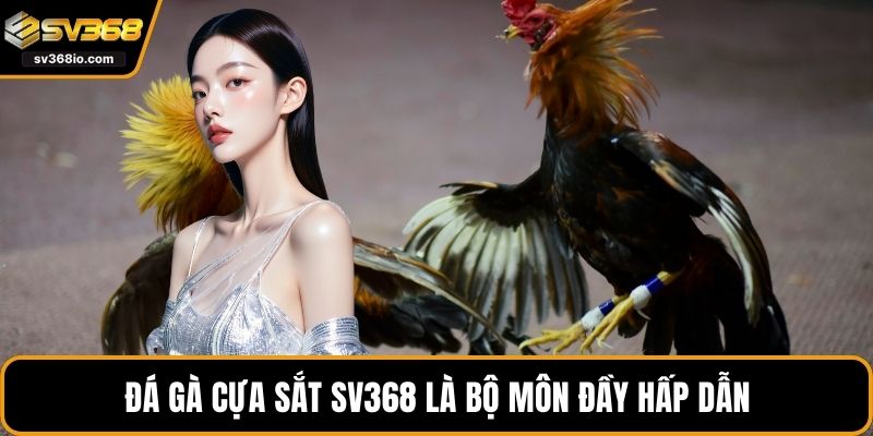 Đá gà cựa sắt SV368 là bộ môn đầy hấp dẫn