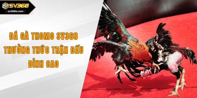 đá gà thomo sv368