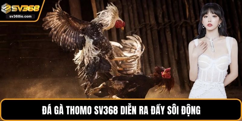 Đá gà Thomo SV368 diễn ra đầy sôi động