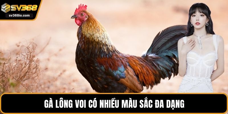 Gà lông voi có nhiều màu sắc đa dạng