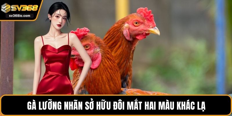 Gà lưỡng nhãn sở hữu đôi mắt hai màu khác lạ