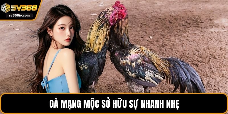 Gà mạng Mộc sở hữu sự nhanh nhẹ