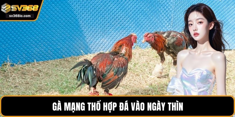 Gà mạng Thổ hợp đá vào ngày Thìn
