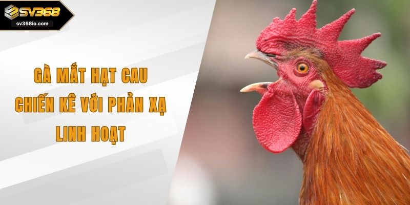 gà mắt hạt cau