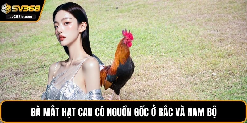 Gà mắt hạt cau có nguồn gốc ở Bắc và Nam Bộ