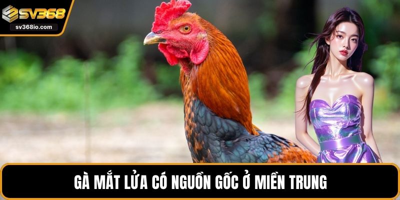 Gà mắt lửa có nguồn gốc ở miền Trung