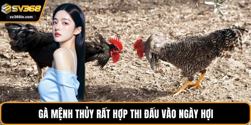 Gà mệnh Thủy rất hợp thi đấu vào ngày Hợi