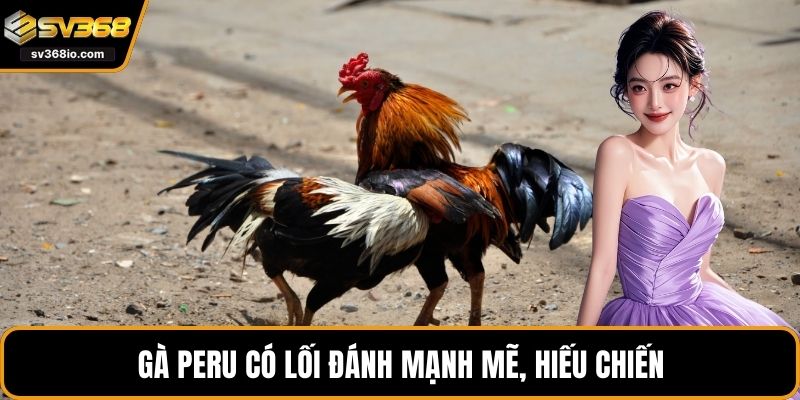 Gà Peru có lối đánh mạnh mẽ, hiếu chiến