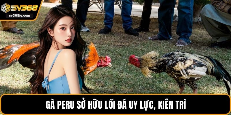 Gà Peru sở hữu lối đá uy lực, kiên trì