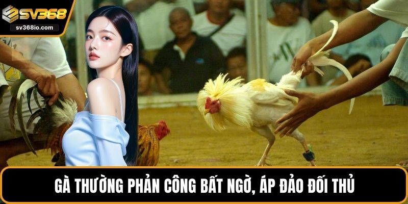 Gà thường phản công bất ngờ, áp đảo đối thủ