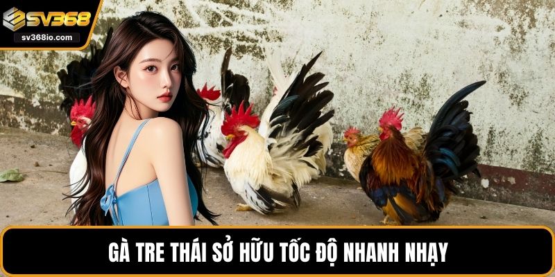 Gà tre Thái sở hữu tốc độ nhanh nhạy