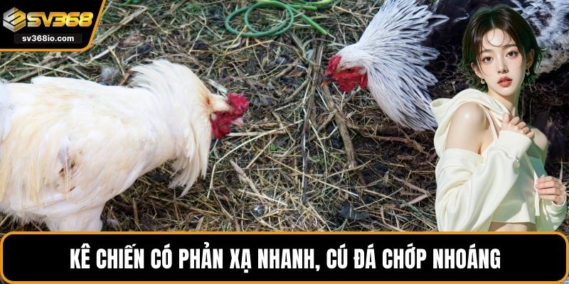 Kê chiến có phản xạ nhanh, cú đá chớp nhoáng
