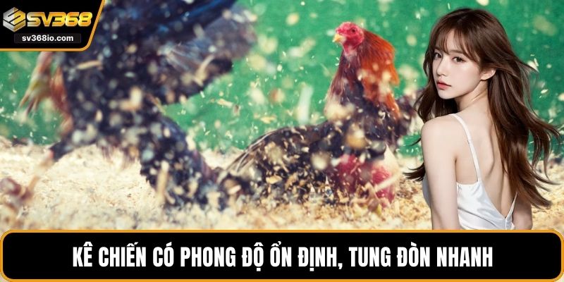 Kê chiến có phong độ ổn định, tung đòn nhanh