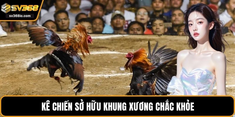 Kê chiến sở hữu khung xương chắc khỏe