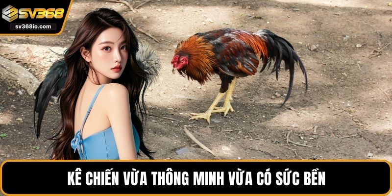 Kê chiến vừa thông minh vừa có sức bền