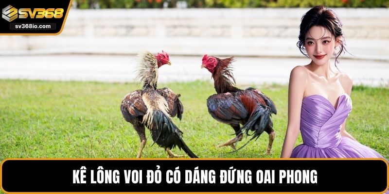 Kê lông voi đỏ có dáng đứng oai phong