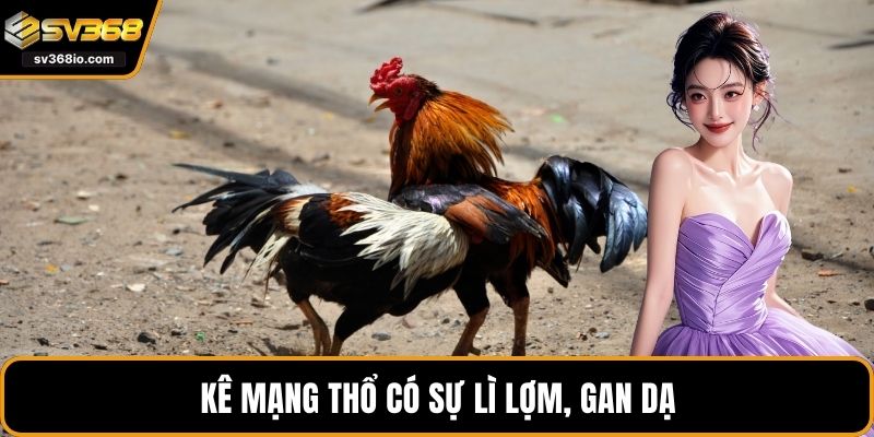 Kê mạng Thổ có sự lì lợm, gan dạ