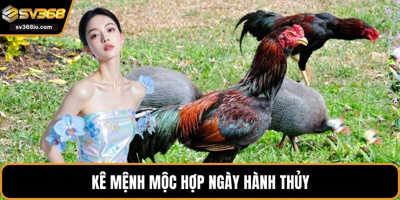 Kê mệnh Mộc hợp ngày hành Thủy