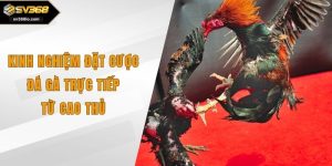 kinh nghiệm đặt cược đá gà trực tiếp