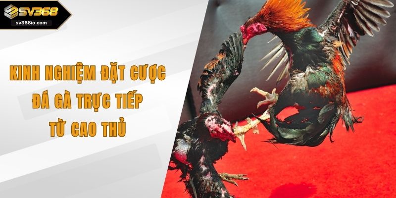 kinh nghiệm đặt cược đá gà trực tiếp