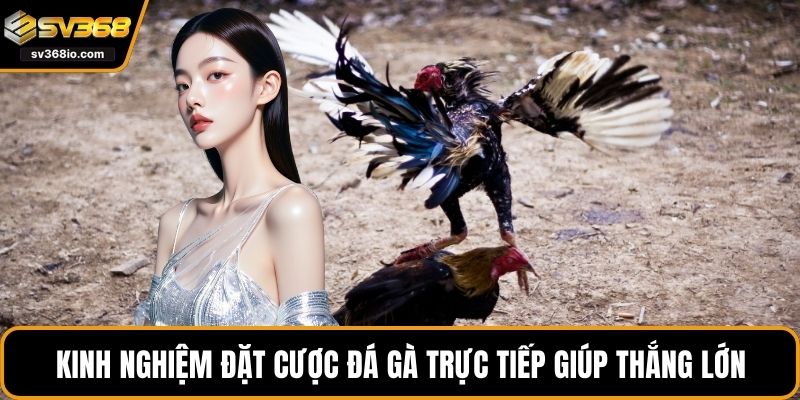 Kinh nghiệm đặt cược đá gà trực tiếp giúp thắng lớn