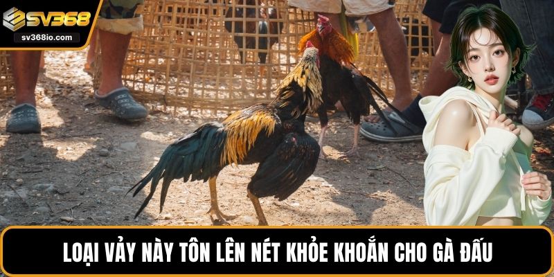 Loại vảy này tôn lên nét khỏe khoắn cho gà đấu