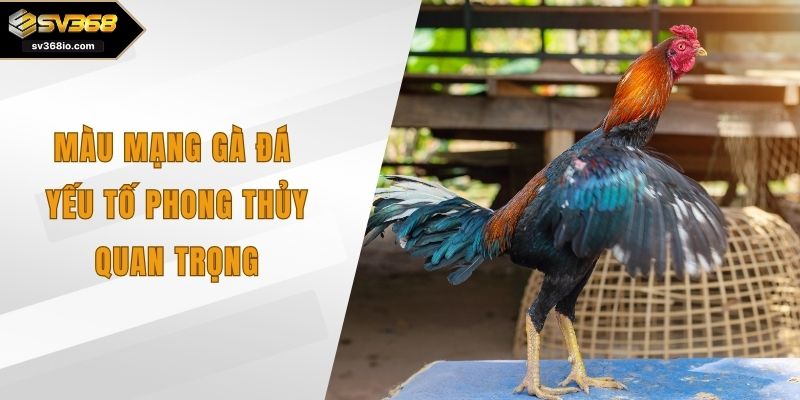 màu mạng gà đá