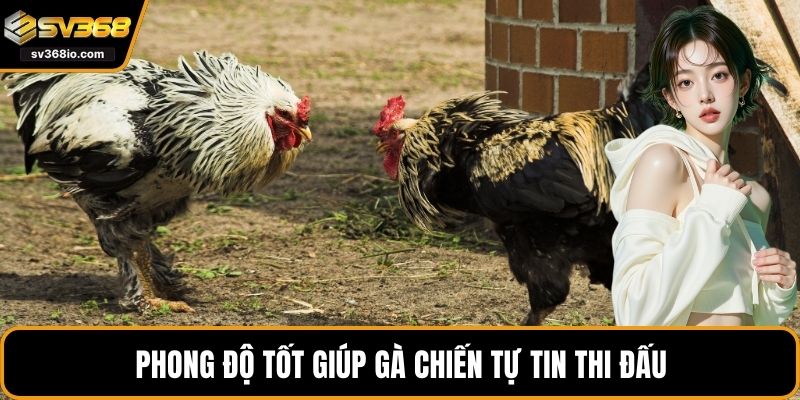 Phong độ tốt giúp gà chiến tự tin thi đấu