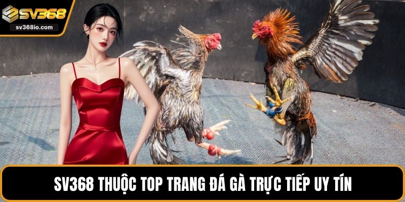 SV368 thuộc top trang đá gà trực tiếp uy tín