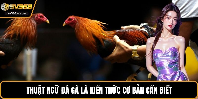 Thuật ngữ đá gà là kiến thức cơ bản cần biết