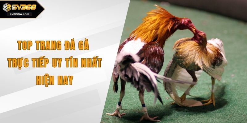 top trang đá gà trực tiếp uy tín