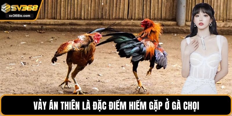 Vảy án thiên là đặc điểm hiếm gặp ở gà chọi