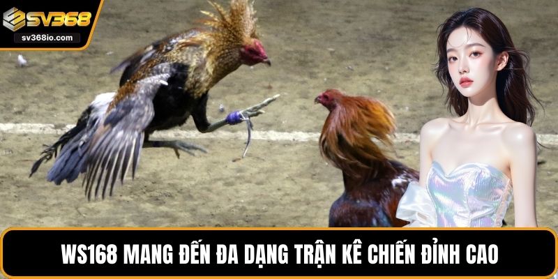 WS168 mang đến đa dạng trận kê chiến đỉnh cao