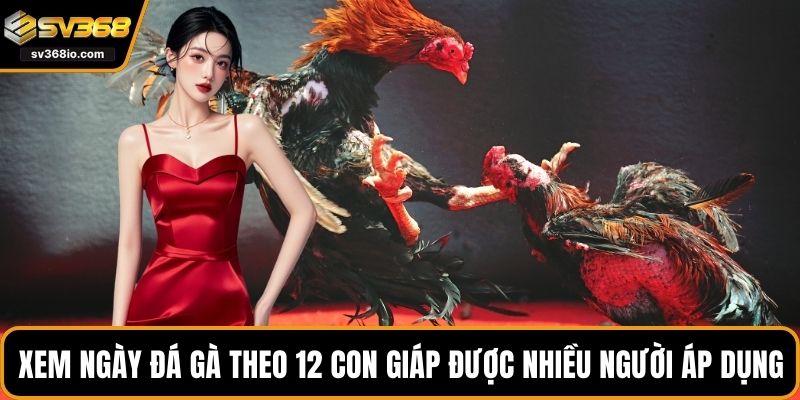 Xem ngày đá gà theo 12 con giáp được nhiều người áp dụng